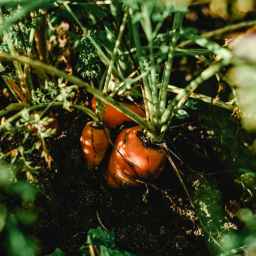 No Garden? The Easiest DIY Raised Beds for Growing Veg in Tiny Spaces